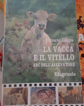 la vacca e il vitello di cappa 