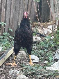 Galline Wyandotte