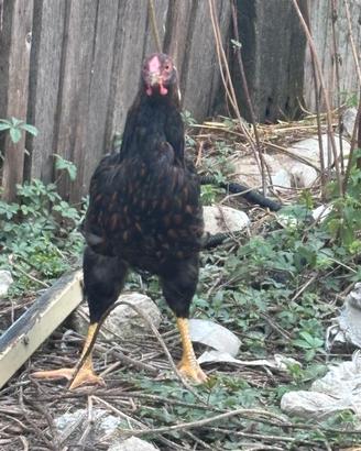 Galline Wyandotte