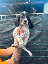 Setter