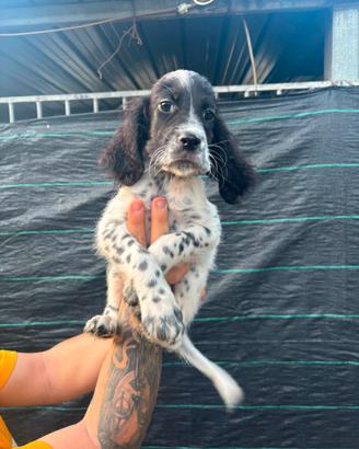 Setter