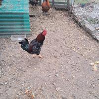 Vengo 4 galli