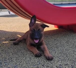 Cucciola Malinois Fulvo Carbonato Ultima