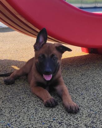 Cucciola Malinois Fulvo Carbonato Ultima
