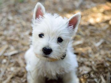 Cuccioli di West Highland White Terrier