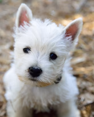 Cuccioli di West Highland White Terrier