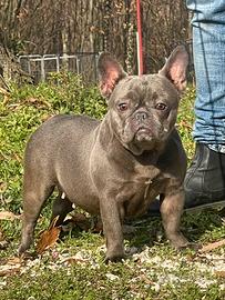 Bulldog francese blu
