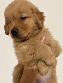 Golden Retriever Americana