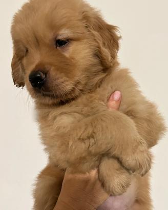 Golden Retriever Americana