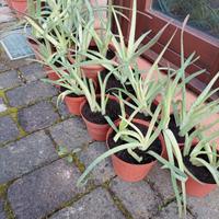 Aloe Vera delle Canarie