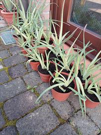 Aloe Vera delle Canarie