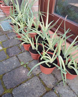 Aloe Vera delle Canarie