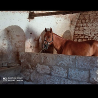 Cavalla