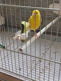 Uccelli