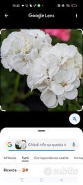talee di geranio non radicate