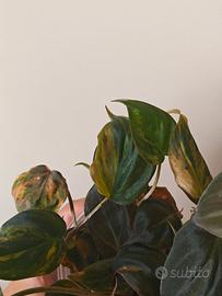 pianta filodendro micans variegato pink 
