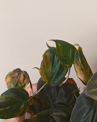 pianta filodendro micans variegato pink 