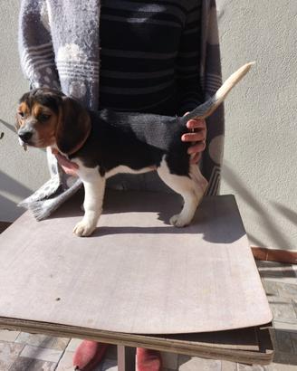 Cucciola di Beagle