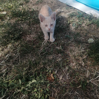 Gatto gattino gratis