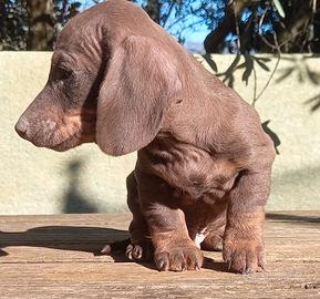 Bassotto tedesco kaninchen e nano