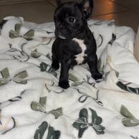 Bull dog francese