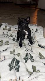 Bull dog francese