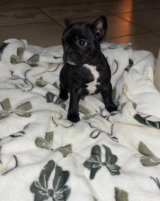 Bull dog francese