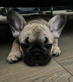 Bulldog Francese per monta