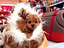 Immagine 11
