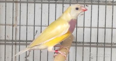 Diamante di Gould