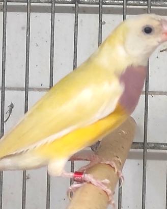 Diamante di Gould