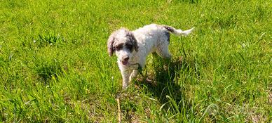 Lagotto romagnolo