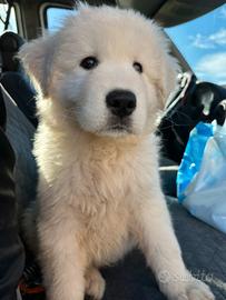 Cucciolo di pastore maremmano abruzzese