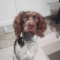 Springer Spaniel maschio pronto per monta