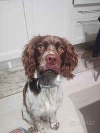 Springer Spaniel maschio pronto per monta