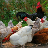 Anatre e galline ovaiole