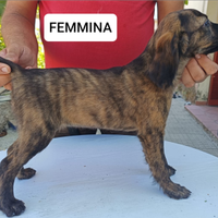 Cucciola Segugio maremmano