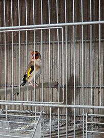 Cardellino mayor 2025