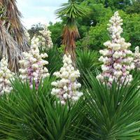 Piante grasse siciliane "Yucca aloifolia"