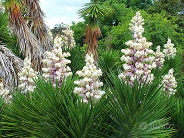 Piante grasse siciliane "Yucca aloifolia"