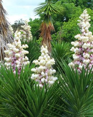 Piante grasse siciliane "Yucca aloifolia"