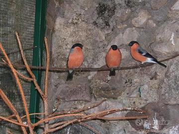 Ciuffolotto maschio ( NO MAYOR )