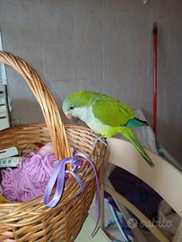 Pappagallo