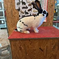 Conigli giganti pezzati