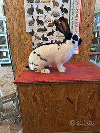 Conigli giganti pezzati