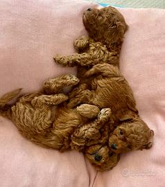 Cuccioli barboncini toy