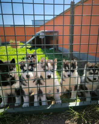 Husky cuccioli