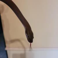 Serpente bruno africano ( Boaedon fuliginosus )