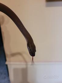 Serpente bruno africano ( Boaedon fuliginosus )