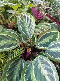 Piante da appartamento 